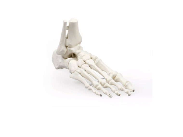 Fußskelett mit Schien - und Wadenbeinansatz – naturgetreues Modell zur Darstellung des oberen Sprunggelenks - Erler - Zimmer